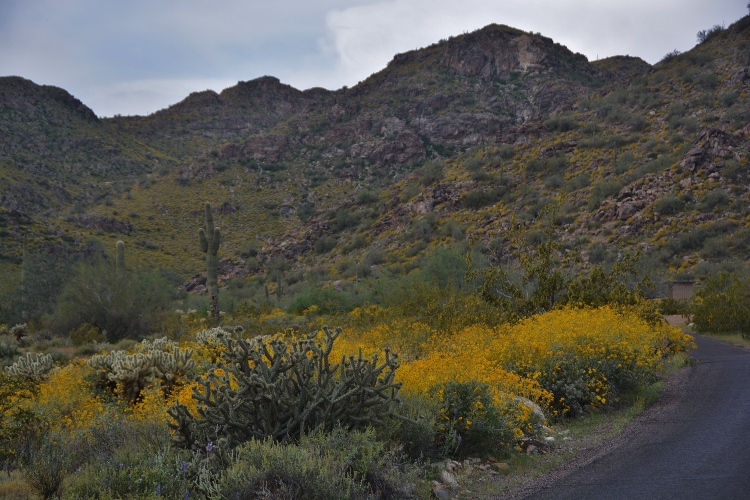 hills with brittlebush